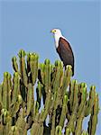 A fine African Fish Eagle perched on top of a Euphorbia tree, Uganda, Africa