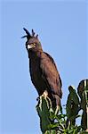 A Long crested Eagle with its long loose crest blowing in the breeze, Uganda, Africa