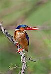 A beautiful Malachite Kingfisher beside the Kazinga Channel in Queen Elizabeth National Park, Uganda, Africa