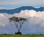 A lone acacia tree is silhouetted against low clouds along the foothills of the 3,000 metres high Mitumba Mountains in Congo DRC, Uganda, Africa