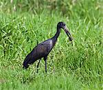 An African Open billed Stork with a snail in its bill, Uganda, Africa