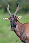 The Topi is a large, long faced antelope with backward curving horns, Uganda, Africa