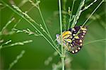 A beautifully marked butterfly pauses on a stem of green grass, Uganda, Africa