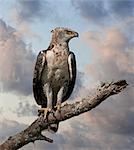 A young African Crowned Eagle, Uganda, Africa