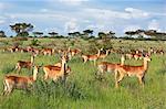 Large herds of Uganda Kob gather in the rainy season to graze the lush grasslands at Ishasha in the southwest sector of the Queen Elizabeth National Park, Uganda, Africa