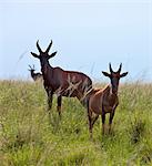 Topis in lush green grass at Ishasha, Uganda, Africa