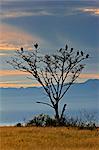 Vultures roost in a tall tree on the Ishasha plains at sunset, Uganda, Africa