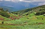 Rich farming country in the rolling hills of Southwest Uganda, Africa