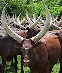 Magnificent long horned Ankole cattle belong to the pastoral Bahima people whose culture is bound by their relationship with cattle, Uganda, Africa