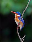 A beautiful Malachite Kingfisher at Lake Mburo, Uganda, Africa