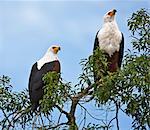 A pair of Fish Eagles at Lake Mburo, Uganda, Africa