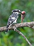 A Pied Kingfisher at Lake Mburo with a fish almost as big as itself, Uganda, Africa