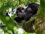 A chimpanzee rests on a branch of a tree in the Kibale Forest National Park, Uganda, Africa