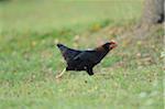 Black Dometic Chicken Hen (Gallus gallus domesticus) Running Outdoors