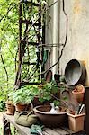 Plants and gardening tools