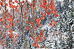 Persimmon tree and snow