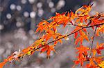 Red maple leaves