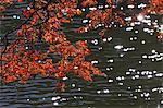 Maple leaves at Kitako Lake, Saitama Prefecture