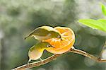 Japanese White Eye birds and tangerine