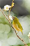 Japanese White Eye and plum flowers