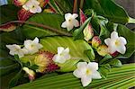 Frangipani flowers and coconut leaves