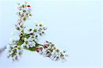 Buckwheat flowers