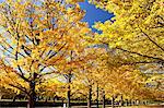 Ginkgo Biloba trees