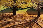 Tree shadows and yellow leaves