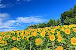 Sunflower field and blue sky with clouds