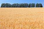 Wheat field in Biei, Hokkaido