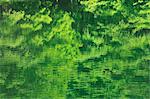 Trees reflection in the water