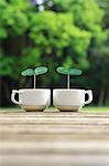 Green leaves sprouting from coffee cups