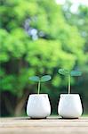 Green leaves sprouting from milk cups