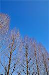 Trees and blue sky