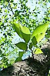 Green leaves