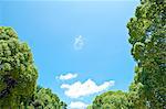 Trees and sky with clouds