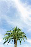 Palm tree and sky with clouds