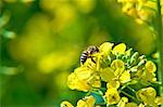 Bee on rape flower