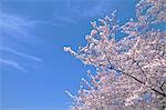 Cherry blossoms and blue sky with clouds