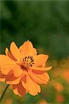 Cosmos sulphureus