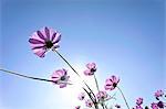 Cosmos and blue sky