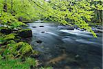 Spring Foliage along Orbe River, Vallorbe, Jura, Jura Mountains, Switzerland