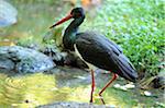 Black Stork (Ciconia nigra) Wading in Shallow Water, Bavarian Forest National Park, Bavaria, Germany