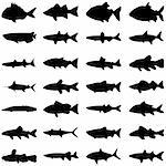 Illustration vector of different kinds of Fish Silhouette.
