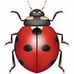 Layered vector illustration of Ladybug.