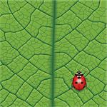 Layered vector illustration of Ladybug on Leaf.