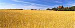 Field of golden wheat under blue sky