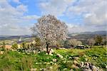 Israeli landscape. Wild almond tree in beautiful scenery.