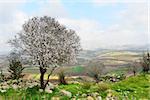 Wild almond tree in beautiful scenery. Flowering tree in a historic place.