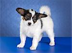 Small Papillon Puppy on a blue background